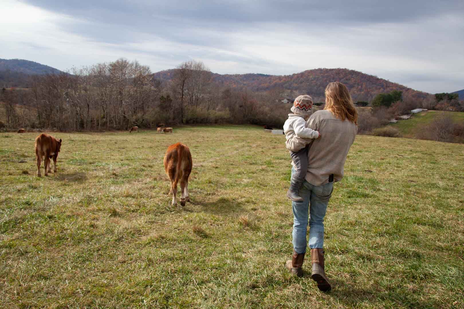cattle-Julia-17-web.jpg